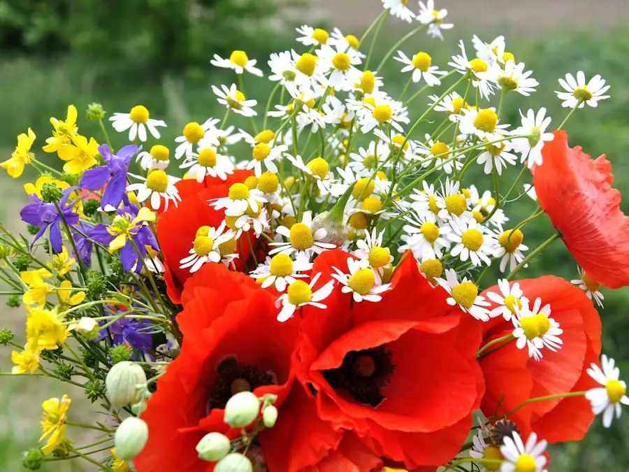 Paysage du Périgord Vert